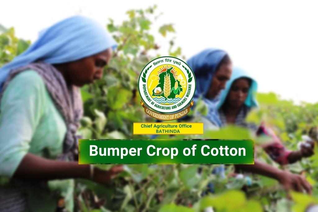 Bumper Crop of Cotton | Chief Agriculture Office, Bathinda