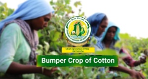 Bumper Crop of Cotton | Chief Agriculture Office, Bathinda